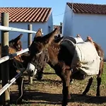 Burro By Host Wise *