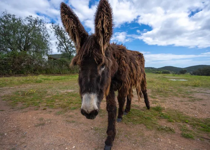 Burro By Host Wise * Portimão