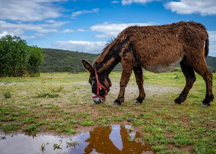 Burro By Host Wise *