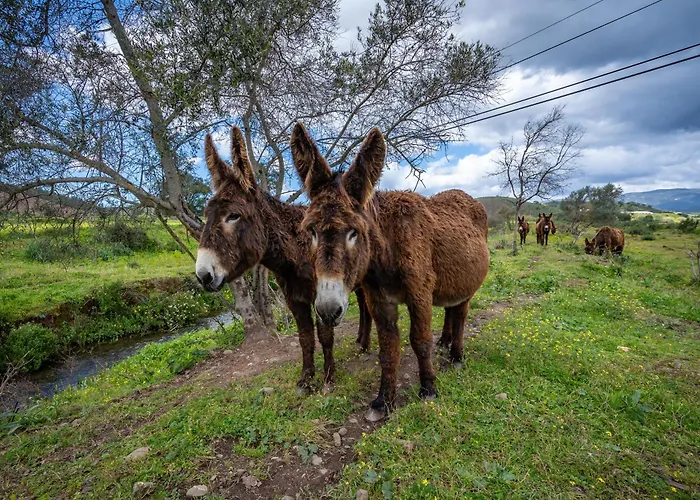 Burro By Host Wise Portimão