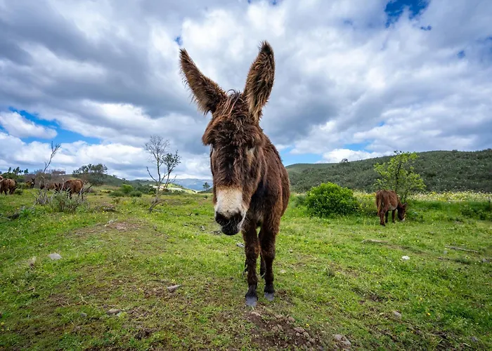 Farmház Burro By Host Wise *