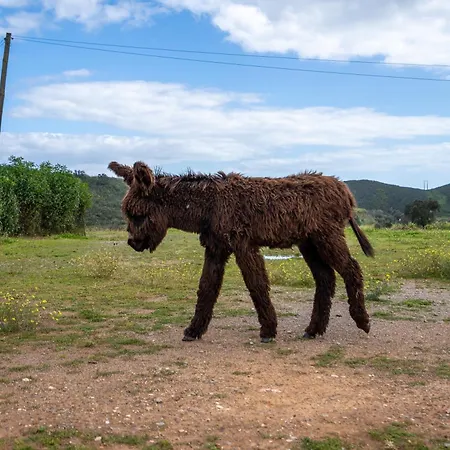 Çiftlik konaklama Burro By Host Wise Portimão