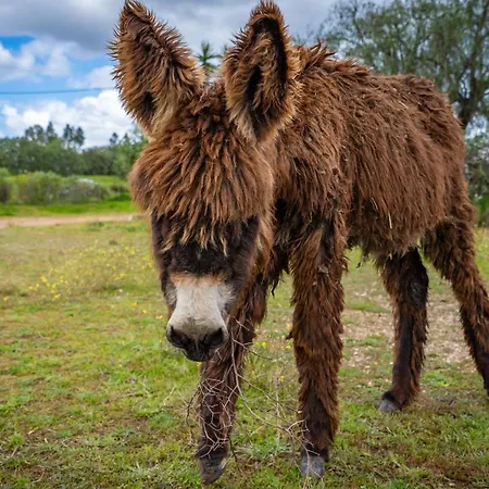 Κατάλυμα σε φάρμα Burro By Host Wise