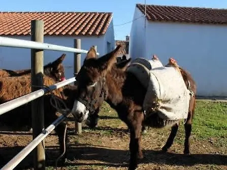 Burro By Host Wise *