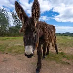 Burro Ville * Portimao