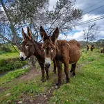 Burro By Host Wise פורטימאו