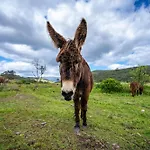 בית חווה Burro By Host Wise *