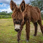 Farm stay Burro Ville