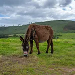 Farm stay Burro Ville