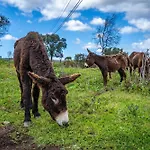 Farm stay Burro Ville *