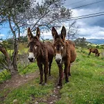Farm stay Burro Ville *