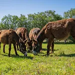 Burro By Host Wise פורטימאו