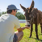 Burro By Host Wise *
