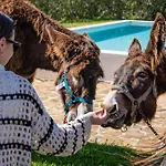 Burro By Host Wise