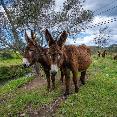 Burro Ville Portimão